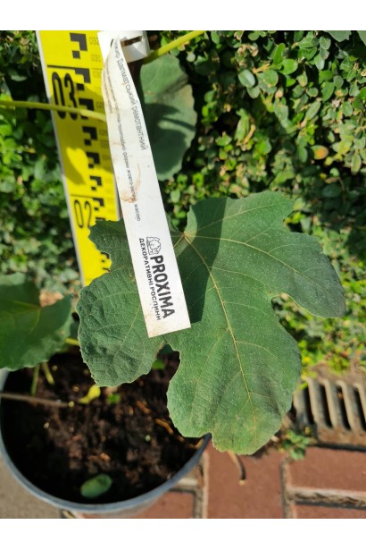 Інжир ремонтантний Далматський